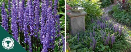 BUY LIRIOPE MUSCARI PLANTS ONLINE FROM HOPES GROVE NURSERIES