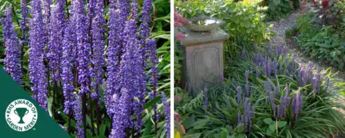 BUY LIRIOPE MUSCARI PLANTS ONLINE FROM HOPES GROVE NURSERIES