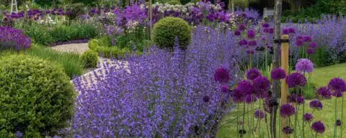 BUY NEPETA SIX HILLS GIANT PLANTS ONLINE FROM HOPES GROVE NURSERIES
