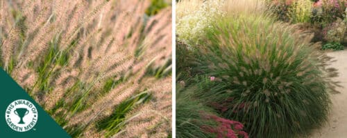 BUY PENNISETUM ALOPECUROIDES HAMELN GRASSES ONLINE FROM HOPES GROVE NURSERIES