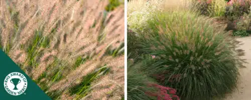 BUY PENNISETUM ALOPECUROIDES HAMELN GRASSES ONLINE FROM HOPES GROVE NURSERIES