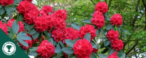 BUY RHODODENDRON MARKEETAS PRIZE PLANTS ONLINE FROM HOPES GROVE NURSERIES