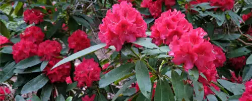 BUY RHODODENDRON WILGENS RUBY PLANTS ONLINE FROM HOPES GROVE NURSERIES