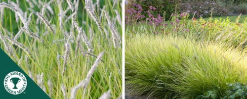 BUY SESLERIA AUTUMNALIS GRASSES ONLINE FROM HOPES GROVE NURSERIES