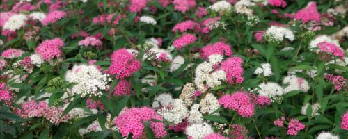 BUY SPIRAEA JAPONICA SHIROBANA SHRUBS ONLINE FROM HOPES GROVE NURSERIES