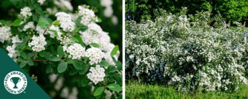 BUY SPIRAEA NIPPONICA SNOWMOUND SHRUBS ONLINE FROM HOPES GROVE NURSERIES