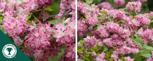 BUY DEUTZIA X HYBRIDA STRAWBERRY FIELDS SHRUBS ONLINE FROM HOPES GROVE NURSERIES