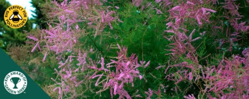 BUY TAMARIX RAMOSISSIMA PINK CASCADE SHRUBS ONLINE FROM HOPES GROVE NURSERIES