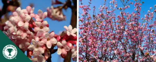 BUY VIBURNUM BODMANTENSE DAWN SHRUBS ONLINE FROM HOPES GROVE NURSERIES