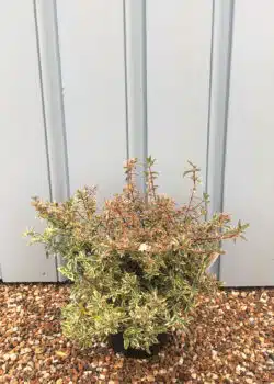 Abelia X Grandiflora Confetti Potted Shrubs 8412