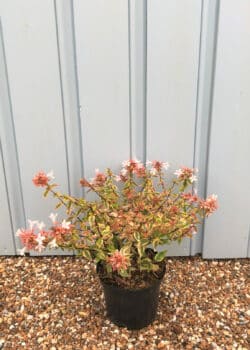 Abelia X Grandiflora Kaleidoscope Potted Shrubs 8413