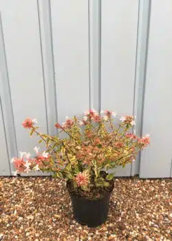 Abelia X Grandiflora Kaleidoscope Potted Shrubs 8413