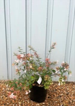 Abelia X Grandiflora Potted Shrubs 8411