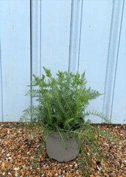 Achillea Terracotta Potted Ground Cover 8389