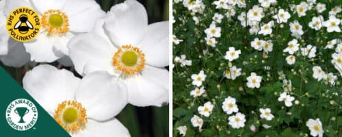 BUY ANEMONE X HYBRIDA HONORINE JOBERT PLANTS ONLINE FROM HOPES GROVE NURSERIES
