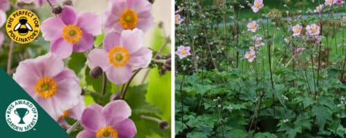 BUY ANEMONE X HYBRIDA SEPTEMBER CHARM PLANTS ONLINE FROM HOPES GROVE NURSERIES