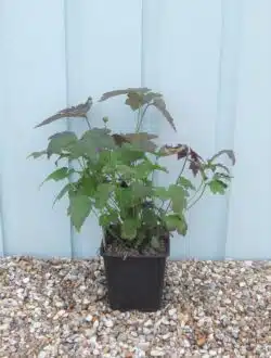 Anemone X Hybrida September Charm Potted Ground Cover 8391