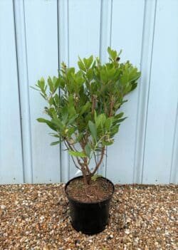 Arbutus Unedo Compacta Potted Shrubs 8414