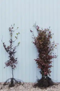 Beech Green Bare Root Hedging 150-175cm 60-72in