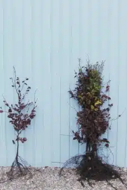 Beech Green Bare Root Hedging 90-120cm 36-48in