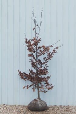 Beech Green Rootball Hedging 150-175cm 60-72in