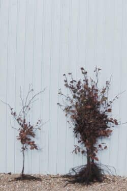 Beech Purple Bare Root Hedging 100-125cm 42-48in