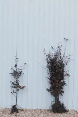 Beech Purple Bare Root Hedging 125-150cm 48-60in