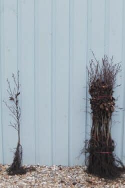 Beech Purple Bare Root Hedging 40-60cm 18-24in