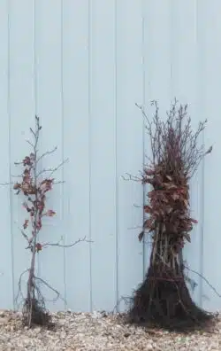 Beech Purple Bare Root Hedging 60-90cm 24-36in