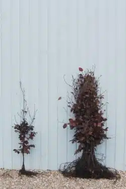 Beech Purple Bare Root Hedging 80-100cm 30-42in