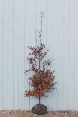 Beech Purple Rootball Hedging 175-200cm 72-78in