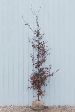 Beech Purple Rootball Hedging 200-225cm 78-90in