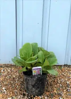Bergenia Cordifolia Purpurea Potted Ground Cover 6522