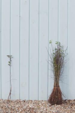 Blackthorn Bare Root Hedging 40-60cm 18-24in