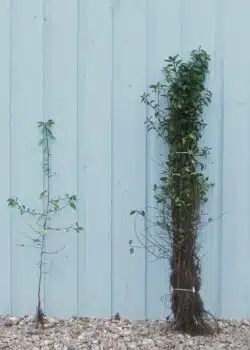 Blackthorn Bare Root Hedging 60-90cm 24-36in