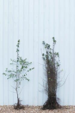 Blackthorn Bare Root Hedging 90-120cm 36-48in