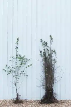 Blackthorn Bare Root Hedging 90-120cm 36-48in