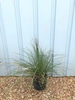 Bouteloua Gracilis Potted Grasses 7772