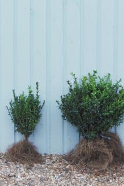 Box Common Bare Root Hedging 30-40cm 144-0in