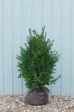 Box Common Rootball Hedging 60-80cm 24-36in