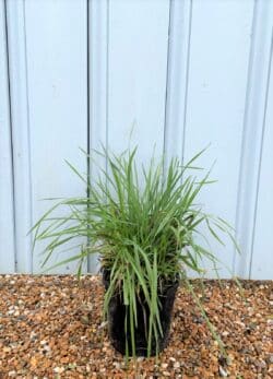 Briza Media Potted Grasses 7773