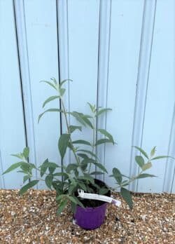 Buddleja Davidii Pink Delight Potted Shrubs 8416