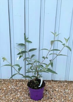 Buddleja Davidii Royal Red Potted Shrubs 8476