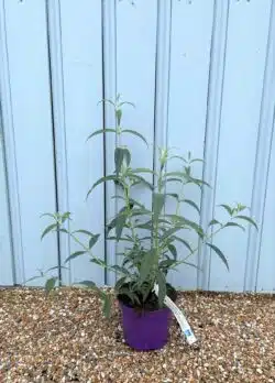 Buddleja Davidii White Profusion Potted Shrubs 8417