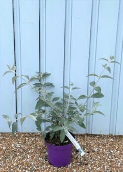 Buddleja Lochinch Potted Shrubs 8418