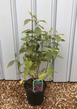 Callicarpa Bodinieri Var Giraldii Profusion Potted Shrubs 8419