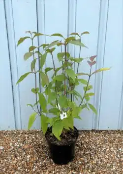 Callicarpa Bodinieri Var Giraldii Profusion Potted Shrubs 8488