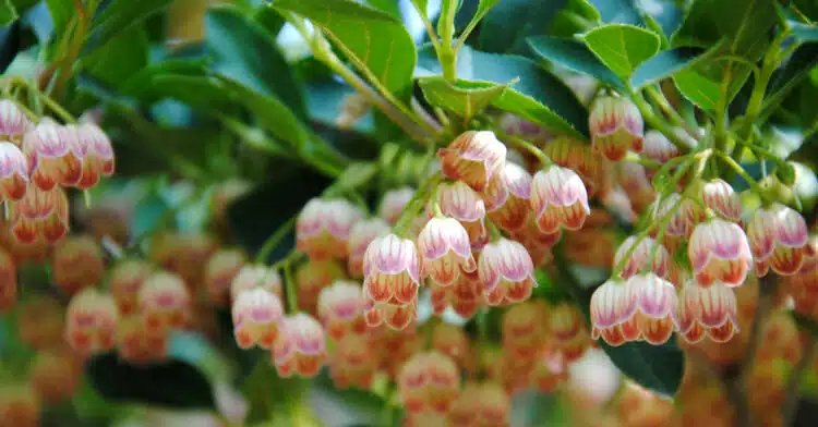 ENKIANTHUS CAMPANULATUS FLOWER DETAIL