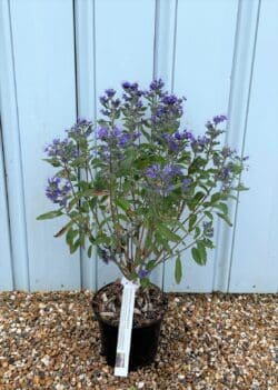 Caryopteris X Clandonensis Heavenly Blue Potted Shrubs 8420