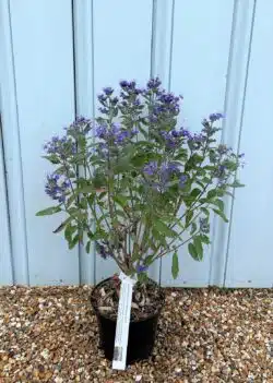 Caryopteris X Clandonensis Heavenly Blue Potted Shrubs 8420